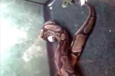 ball python eating sister's baby bunny