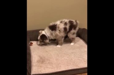 CUTEST ANIMALS || CUTE BABY ANIMALS VIDEOS COMPILATION #5