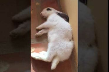 My cute rabbit 🐰 🐰 shippo