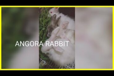 Funny Baby Bunny Rabbit Videos Compilation - Cute Rabbits
