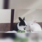 Cute baby bunnies ♥️