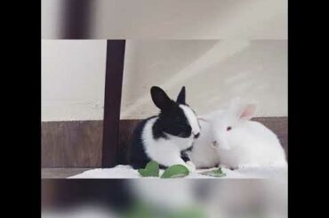 Cute baby bunnies ♥️