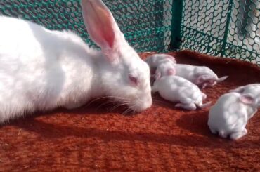 LITTLE BABY RABBIT MEETS HER MOM।। ANIMALS JUNCTION