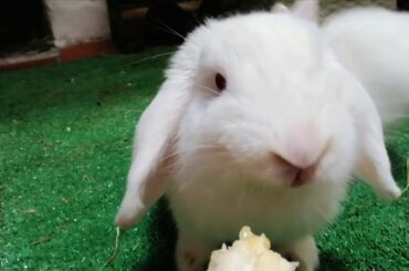 Conejo gracioso! Feliz día del plátano! Cute bunnies 🐰🐰🐰🐰