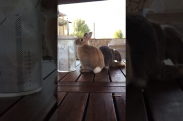 Cute rabbit-Batuffolo end mela