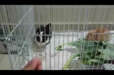 My cute rabbit my new pet