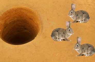 Cute rabbit: Catch Rabbit In Hole Using Snare Trap & Deep hole By Smart Boy