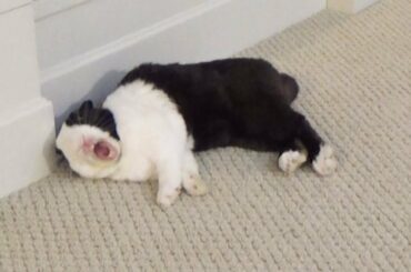 Rabbit flops into wall and bumps his head