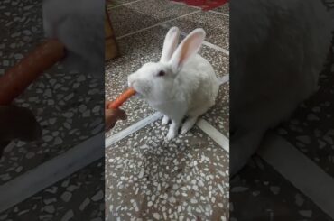 Rabbit eating carrot 🥕🥕