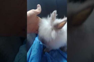 Cute Rabbit