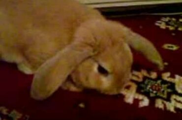 bunny stealing cauliflower