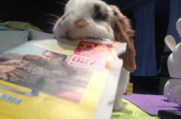 Tchit Tchit cute rabbit eating newspaper