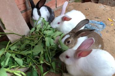 #Rabbit #bunnies #cute rabbit #rabbit