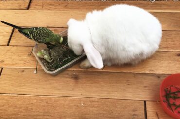 *** OUCH *** Budgie bit my Bunny !!!!