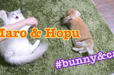 Cats and Bunnies lying together【Ragdoll cats】【adorable cute animals】