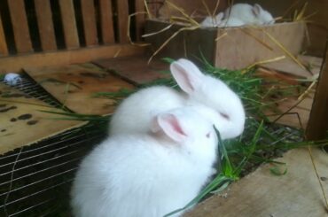 A tiny bunny Rabbit eating grass