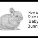 How to Draw a Rabbit (Baby)