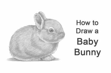 How to Draw a Rabbit (Baby)
