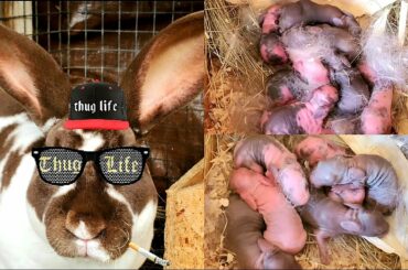 Look Who's A Daddy!! | Newborn Baby Rabbits