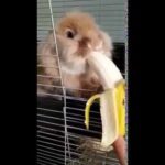 Cute Bunny enjoying a Banana