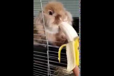 Cute Bunny enjoying a Banana