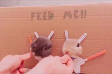 Cute DIY Playhouse for Netherland Dwarf Rabbit