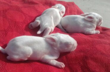 CUTE WHITE BABY RABBIT