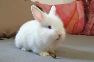 Conejito disfruta de su premio feliz, Cute bunny eating 😍🐰