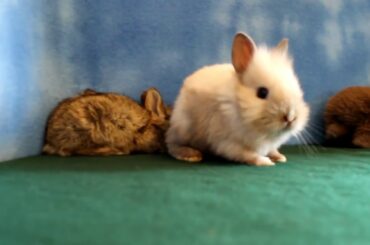 Baby Lionhead Bunnies Playing  4 Weeks / 28 Days Old. Buc~A~Buc Farm