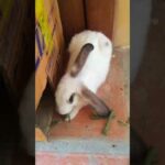 My shippo cute rabbit
