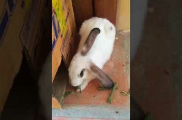 My shippo cute rabbit