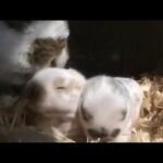 Holland Lop Bunnies with Mama at Buc~A~Buc Farm