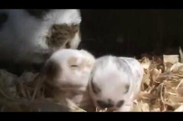 Holland Lop Bunnies with Mama at Buc~A~Buc Farm