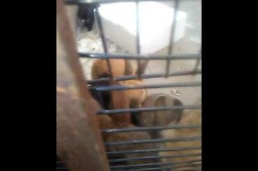 Cute bunny's