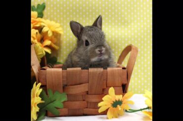 Cute baby rabbits #18