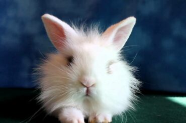 Lucy the Baby Bunny Relaxes at Buc~A~Buc Farm