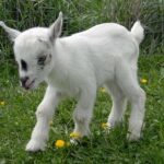 Crazy Cute Baby Goats playing and having fun