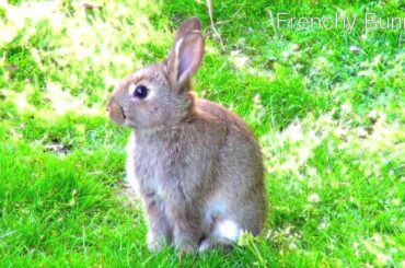 Relaxing sleep music box ♥♥ for Baby, rabbit, & bunnies ♥♥Happy Bunnies 2