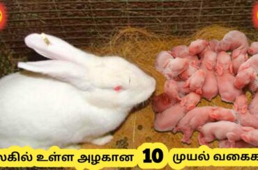 அழகான முயல் வகைகள் || Ten Beautiful Rabbit Breeds || Tamil Info Share