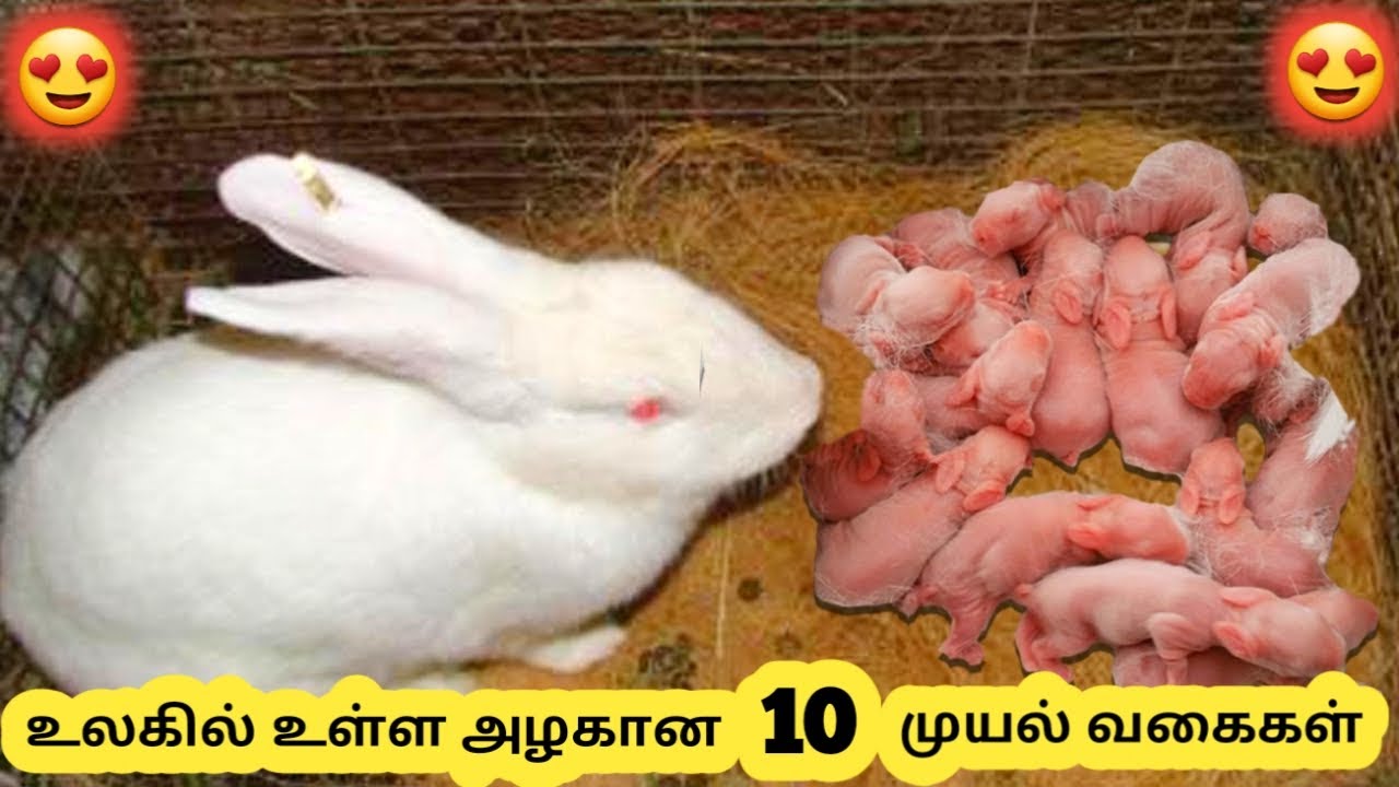 அழகான முயல் வகைகள் Ten Beautiful Rabbit Breeds Tamil Info Share