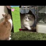 Rabbit playing with cats  - A Funny And Cute Bunny and cats  Videos Compilation || NEW HD