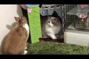 Rabbit playing with cats  - A Funny And Cute Bunny and cats  Videos Compilation || NEW HD