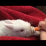 Baby Bunny Eating