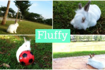 CUTE BUNNY : FLUFFY |