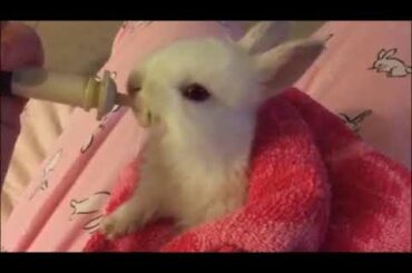 Baby Bunnies Eating 2