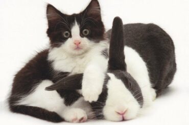 MOST Crazy Cats Annoying Rabbits, Can’t be More Cute and Funny Cats and Bunnies Videos by Animals TV