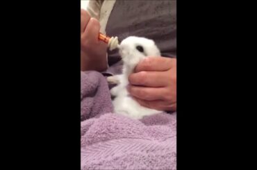 Baby Bunnies Eating 3