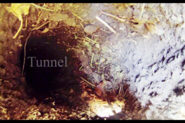 Literally Going Down A Rabbit Hole -  Red New Zealand Doe has Babies Underground?