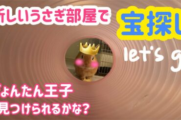 【うさぎ】新しいうさぎ部屋で宝探し【かわいい】Cute rabbit treasure hunt #38