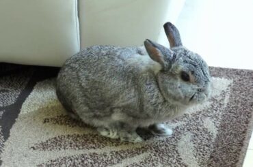 44 minute livestream of a rabbit